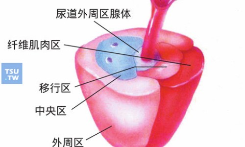 砂仁药用功效与作用是什么网- 砂仁的药效功能作用知识,分享砂仁功效与作用的功效与作用及禁忌症