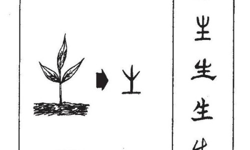 砂仁的功效与主治作用及禁忌-砂仁药用功效与作用是什么网- 砂仁的药效功能作用知识,分享砂仁功效与作用的功效与作用及禁忌症
